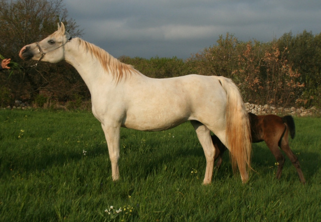 Mahomeeh (El Shahwan x Maboubah) 2001 Dahmah Shahwaniyah. Photographed in Halypa Al Duhaymat St.