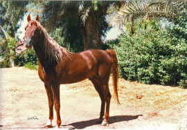 <b>Description: </b>Kasamy (Hoor x Iman) July 1995 photo<br/><b>Copyright: </b>Judi Parks photo  alabbasiyah11@gmail.com