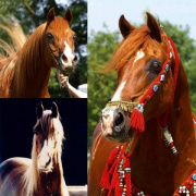 <b>Description: </b>Farag II-3 1987 ( Farag II x 204 Ghalion 1976 ) tail fem. 60 Adjuze Kuhailah Shaykhan<br/><b>Copyright: </b> Stephanie Weirich  Farag Arabians (Germany)