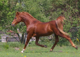 <b>Description: </b>Farag II-3 1987 ( Farag II x 204 Ghalion 1976 ) tail fem. 60 Adjuze Kuhailah Shaykhan<br/><b>Copyright: </b>Farag Arabians