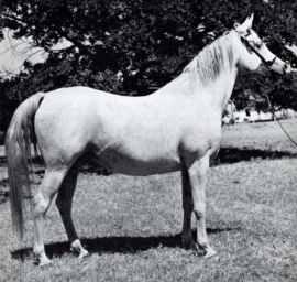 <b>Description: </b>EL MAAR (Fay-El-Dine x *Maaroufa by Ibn Rabdan) Champion Mare<br/><b>Copyright: </b>Forbis photo