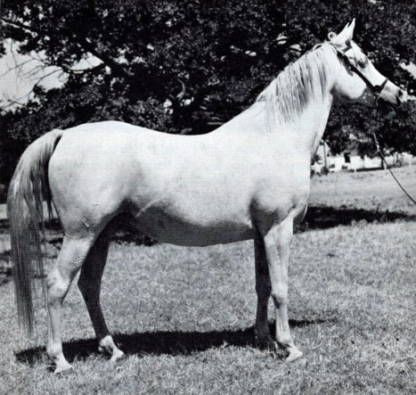 EL MAAR (Fay-El-Dine x *Maaroufa by Ibn Rabdan) Champion Mare