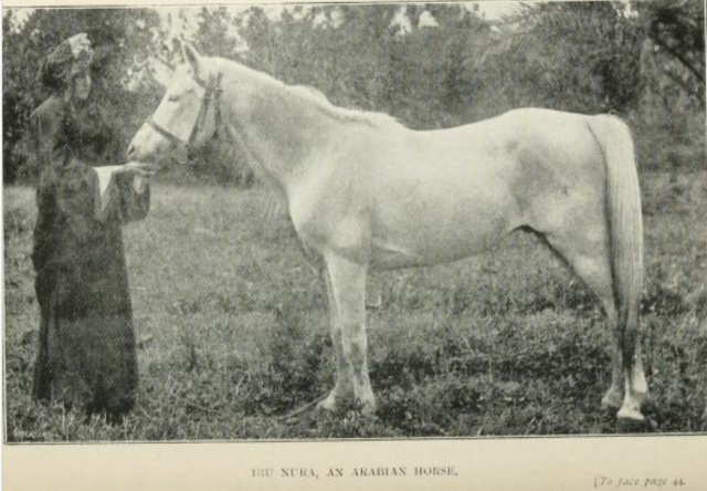 Ibn Nura (Sottam/Sotamm (APS) x Bint Nura grey) 1876 Dahman Najib