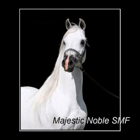 MAJESTIC NOBLE SMF (Marquis 1 x Nagda by Nabiel+/)