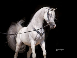 <b>Description: </b>MAJESTIC NOBLE SMF (Marquis 1 x Nagda by Nabiel+/)<br/><b>Copyright: </b>Jennifer Ogden