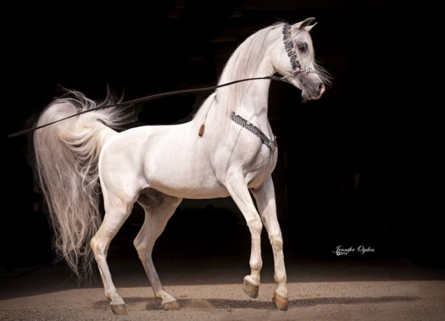 MAJESTIC NOBLE SMF (Marquis 1 x Nagda by Nabiel+/)