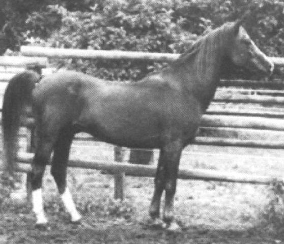 Wahhabit (Siglavy Bagdady VI 1949 x  Delicate Air) 1977  Dam line: KK/Werdi 1906 db 1900 Qumusa