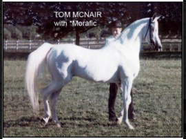 <b>Description: </b>*MORAFIC (Nazeer x Mabrouka by Sid Abouhom) with Tom McNair<br/>