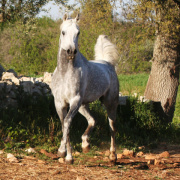 <b>Description: </b>HA Sharif (Area Sirhaan x Alisha) 2004 Abeyyan Om Jurays<br/><b>Copyright: </b>Annalisa Monticelli photo