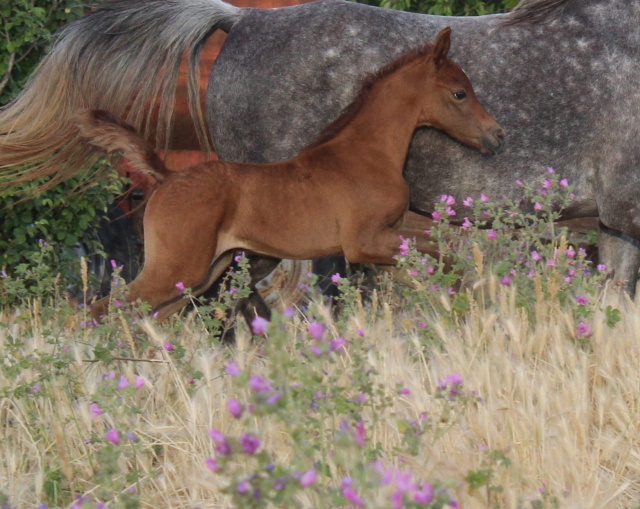 Halypa Sabiya (Sheikh Mahrus x Halypa Sherifa) 2015 Photographed may 2015 at Halypa Al Duhaymat St.