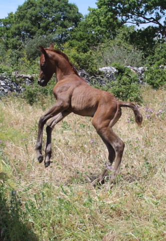 Halypa Sabiya (Sheikh Mahrus x Halypa Sherifa) 2015 Photographed may 2015 at Halypa Al Duhaymat St.