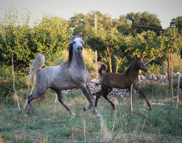 Halypa Sabiya (Sheikh Mahrus x Halypa Sherifa) 2015 Photographed may 2015 at Halypa Al Duhaymat St.