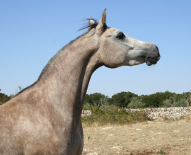 <b>Description: </b>Halypa Sabiya (Sheikh Mahrus x Halypa Sherifa) 2015 Photographed  August 2017 at Halypa Al Duhaymat St.<br/><b>Copyright: </b>Annalisa Monticelli photo