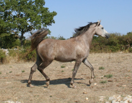 <b>Description: </b>Halypa Sabiya (Sheikh Mahrus x Halypa Sherifa) 2015 Photographed  August 2017 at Halypa Al Duhaymat St.<br/><b>Copyright: </b>Annalisa Monticelli photo