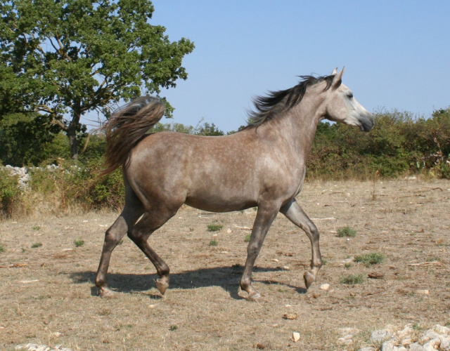 Halypa Sabiya (Sheikh Mahrus x Halypa Sherifa) 2015 Photographed  August 2017 at Halypa Al Duhaymat St.