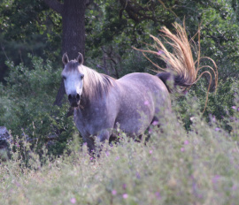 <b>Description: </b>Halypa Sabiya (Sheikh Mahrus x Halypa Sherifa) 2015 Photographed  June 2019 at Halypa Al Duhaymat St.<br/><b>Copyright: </b>Annalisa Monticelli photo