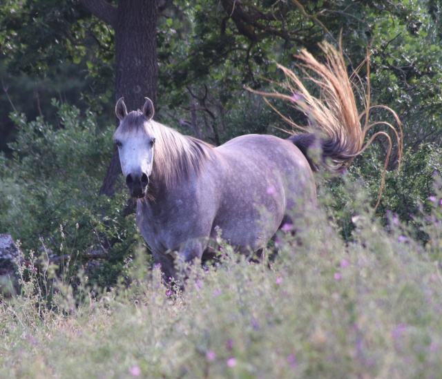 Halypa Sabiya (Sheikh Mahrus x Halypa Sherifa) 2015 Photographed  June 2019 at Halypa Al Duhaymat St.