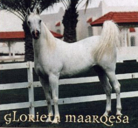 <b>Description: </b>GLORIETA MAARQESA (Ansata Abu Nazeer x AK Monaroufa by Roufas)<br/>