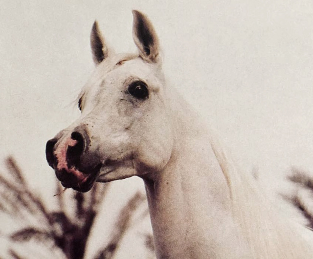 GLORIETA MAARQESA (Ansata Abu Nazeer x AK Monaroufa by Roufas)