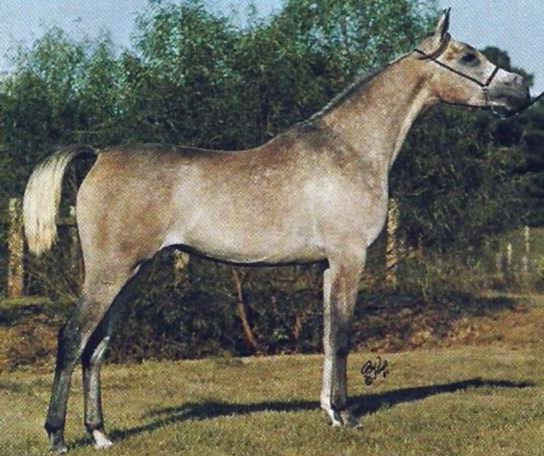 GLORIETA MAARQESA (Ansata Abu Nazeer x AK Monaroufa by Roufas)