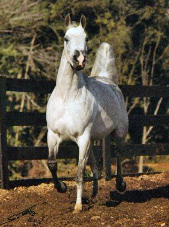 GLORIETA MAARQESA (Ansata Abu Nazeer x AK Monaroufa by Roufas)