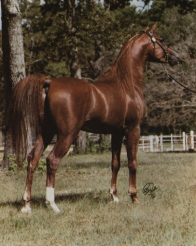 RUMINAJA MAJED (Shaikh Al Badi x Bint Magidaa by *Khofo)