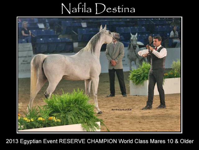 NAFILA DESTINA (Thee Desperado+ x SRA Nafila by Shatal)