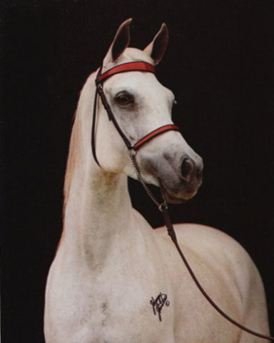 AK BINT HENRIETTA (*Ibn Moniet El Nefous x Henrietta by Ibn Fa-Serr)