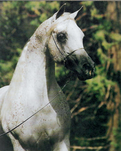 EL HADIYYAH (*Ansata Ibn Halima++ x Ansata Jellabia by Ansata Ibn Sudan)