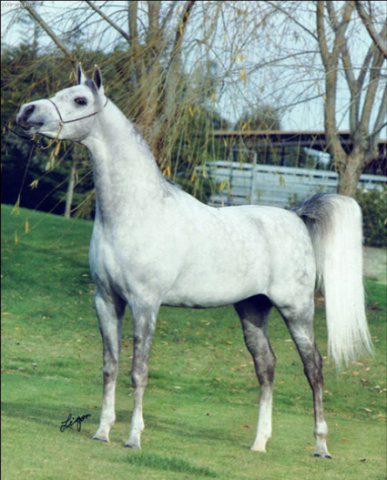 EL HADIYYAH (*Ansata Ibn Halima++ x Ansata Jellabia by Ansata Ibn Sudan)