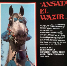 <b>Description: </b>ANSATA EL WAZIR (*Tuhotmos x *Ansata Bint Sameh by Sameh)<br/>