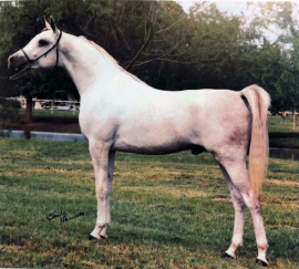 <b>Description: </b>KASIMAS PRINCE (The Egyptian Prince x AK Kasima by *Ibn Moniet El Nefous)<br/>