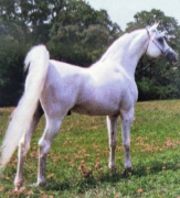 <b>Description: </b>KASIMAS PRINCE (The Egyptian Prince x AK Kasima by *Ibn Moniet El Nefous)<br/>