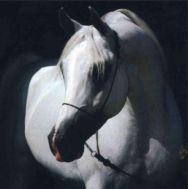 KASIMAS PRINCE (The Egyptian Prince x AK Kasima by *Ibn Moniet El Nefous)