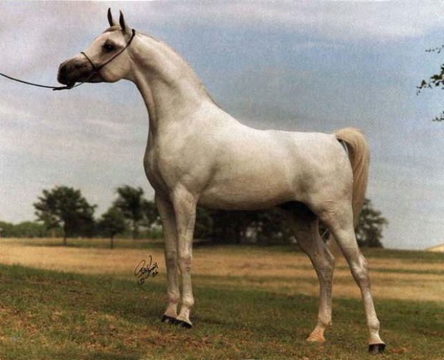 KASIMAS PRINCE (The Egyptian Prince x AK Kasima by *Ibn Moniet El Nefous)