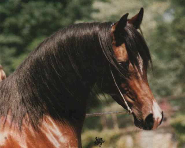 IBN MOHEBA (Nizam x Moheba II by Ghazal)