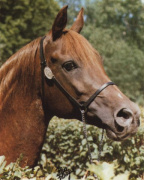 <b>Description: </b>SABAH (Ibn Galal X Mahiba by Alaa El Din) Dam of Sherif Pasha World Champion Salon du Cheval, Paris 1985<br/>