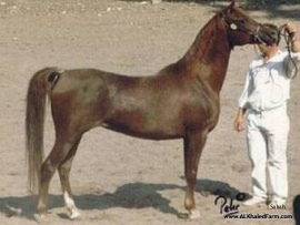 <b>Description: </b>SABAH (Ibn Galal X Mahiba by Alaa El Din) Dam of Sherif Pasha World Champion Salon du Cheval, Paris 1985<br/><b>Copyright: </b>alkhaledfarm.com