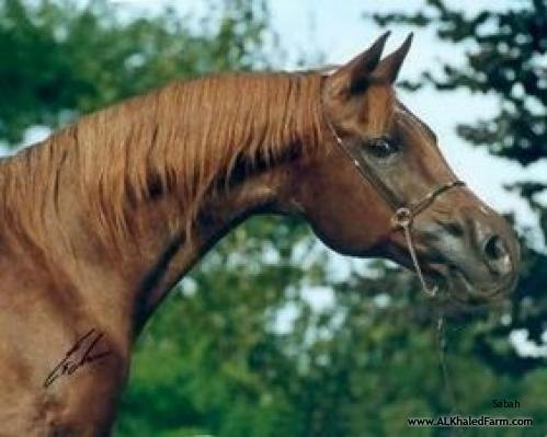 SABAH (Ibn Galal X Mahiba by Alaa El Din) Dam of Sherif Pasha World Champion Salon du Cheval, Paris 1985