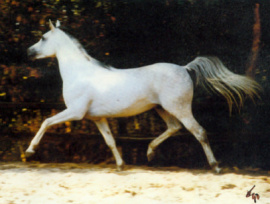 <b>Description: </b>HAMASA KHAZZAN (Kasr El Nil x Nafteta by *Kaisoon)<br/><b>Copyright: </b>Olms Arabians Hamasa Stud