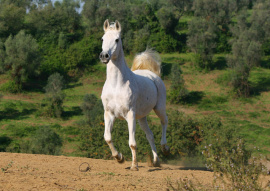 <b>Description: </b>BF Hadiya Sharaf ( Moniet El Sharaf x Bint El Hadiyi) 1986 Saqlawiyah Gidraniyah<br/><b>Copyright: </b>Gigi Grasso photo