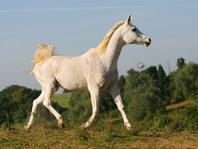 BF Hadiya Sharaf ( Moniet El Sharaf x Bint El Hadiyi) 1986 Saqlawiyah Gidraniyah