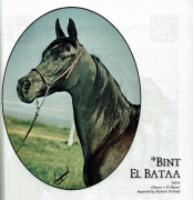 <b>Description: </b>Bint El Bataa AMAL (Nazeer x El Bataa) 1955 Saqlawiyah Gidraniyah<br/><b>Copyright: </b>Sparagowski Photo