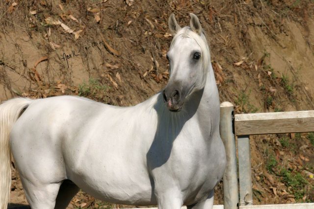 Frasera Nefisa ( Imperial Al Kamar x Imperial Madayyah) 1992 Hadbah Enzahiyah