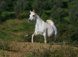 <b>Description: </b>Frasera Nefisa ( Imperial Al Kamar x Imperial Madayyah) 1992 Hadbah Enzahiyah<br/><b>Copyright: </b>Gigi Grasso photo