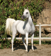 <b>Description: </b>Frasera Nefisa ( Imperial Al Kamar x Imperial Madayyah) 1992 Hadbah Enzahiyah<br/><b>Copyright: </b>Nicoletta Abelli photo