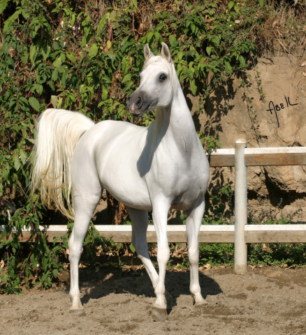 Frasera Nefisa ( Imperial Al Kamar x Imperial Madayyah) 1992 Hadbah Enzahiyah