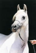 <b>Description: </b>Frasera Nefisa ( Imperial Al Kamar x Imperial Madayyah) 1992 Hadbah Enzahiyah<br/><b>Copyright: </b>Escher photo