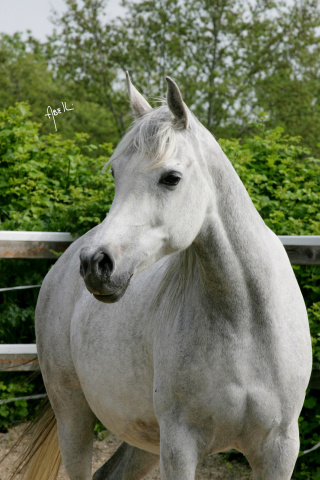 Frasera Shahilla (Shahil x BF Hadiya Sharaf) 1995 Saqlawiyah Gidraniyah