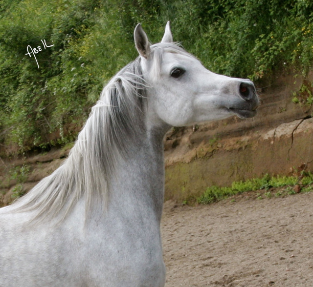 Frasera Shahilla (Shahil x BF Hadiya Sharaf) 1995 Saqlawiyah Gidraniyah